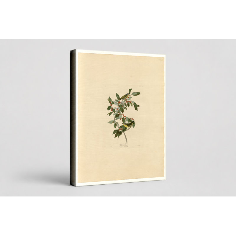 Nashville Warbler (Plate Lxxxix) - Portrait, art mural sur toile, 14" W x 11" H