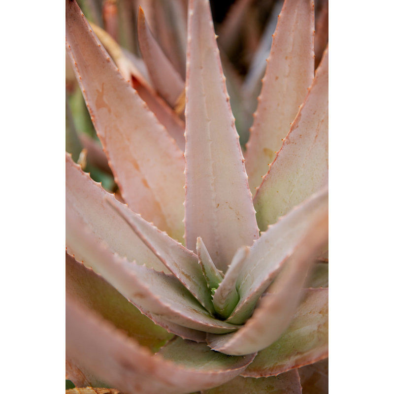 Fleur rose 2, H 24 po x l 16 po x P 1,5 po