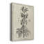 Impression sur toile antique antique botanique III-1113046535