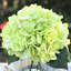 Arrangement de hortensia en vase-1487296948