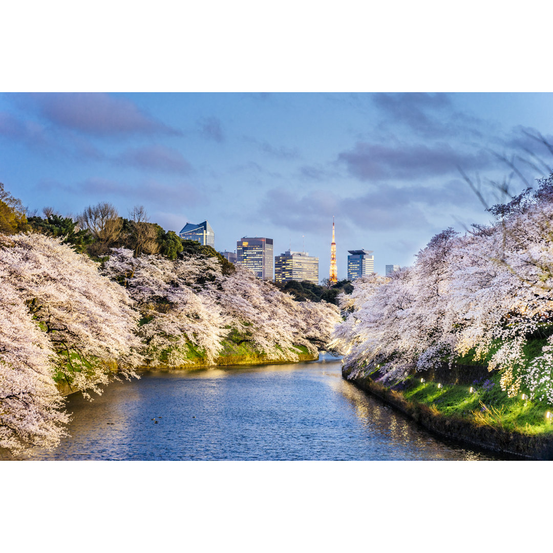 Kirschblüten in Tokio von FilippoBacci - Kunstdrucke auf Leinwand