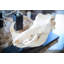Mounted Warthog Skull