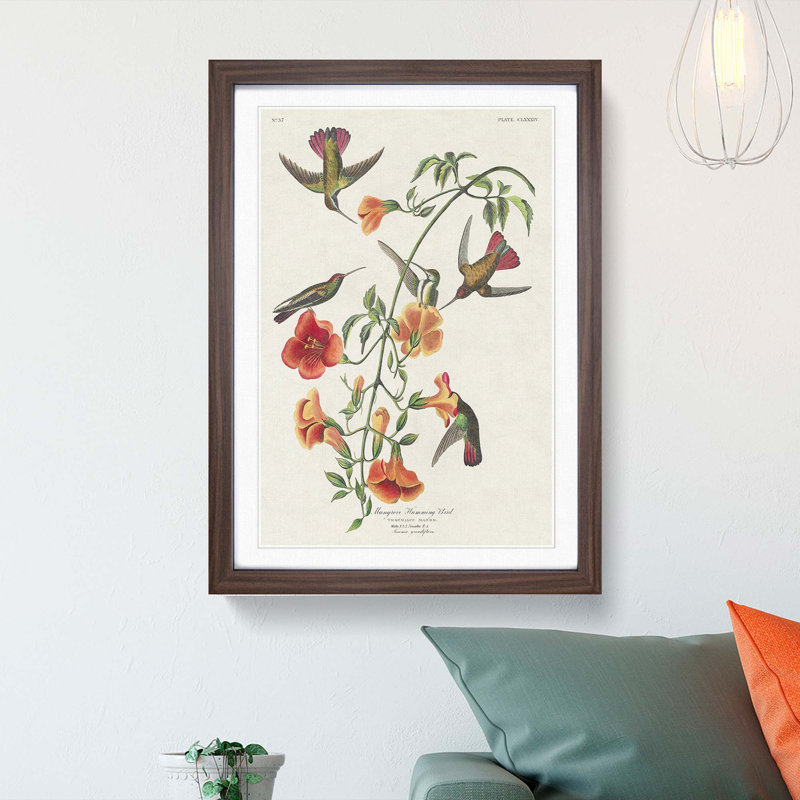 Mango Hummingbirds by John Audubon - Framed Print, 48cm H x 36cm W x 2cm D, Walnut Framed