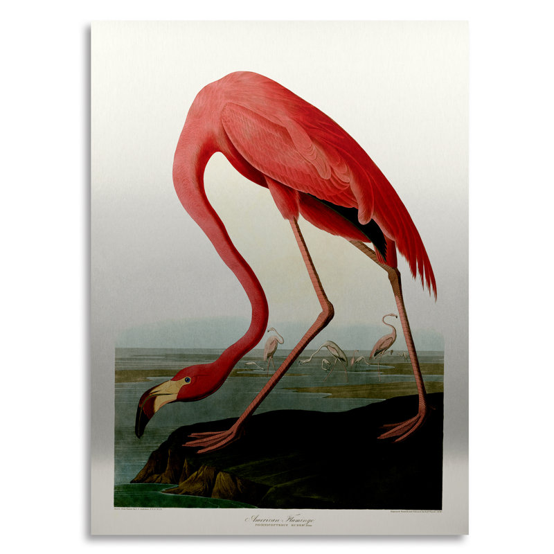 « american flamant rose » par john james audubon, reproduction d’art sur métal