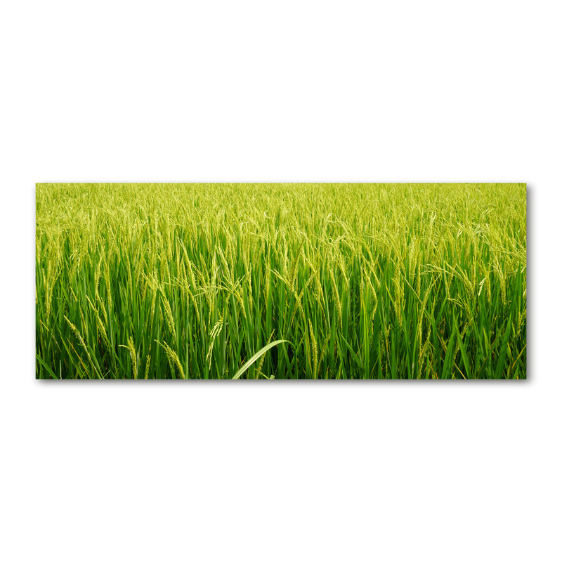Rice Field - Wrapped Canvas Print, 70cm H x 100cm W, Glass