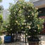 Black Iron Garden Arch, Gate, , Climbing Plants, Galvanized, Powder - Coated, Long Term Use, Stable Load Bearing Frame, Ornamental Arch With Size W58.35*H96.65, Support For Jasmine And Other Flowers,