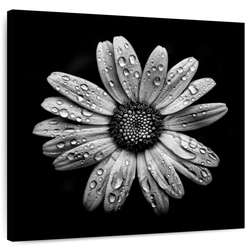 Harnek Backyard Flowers BW I, 24" H x 24" W