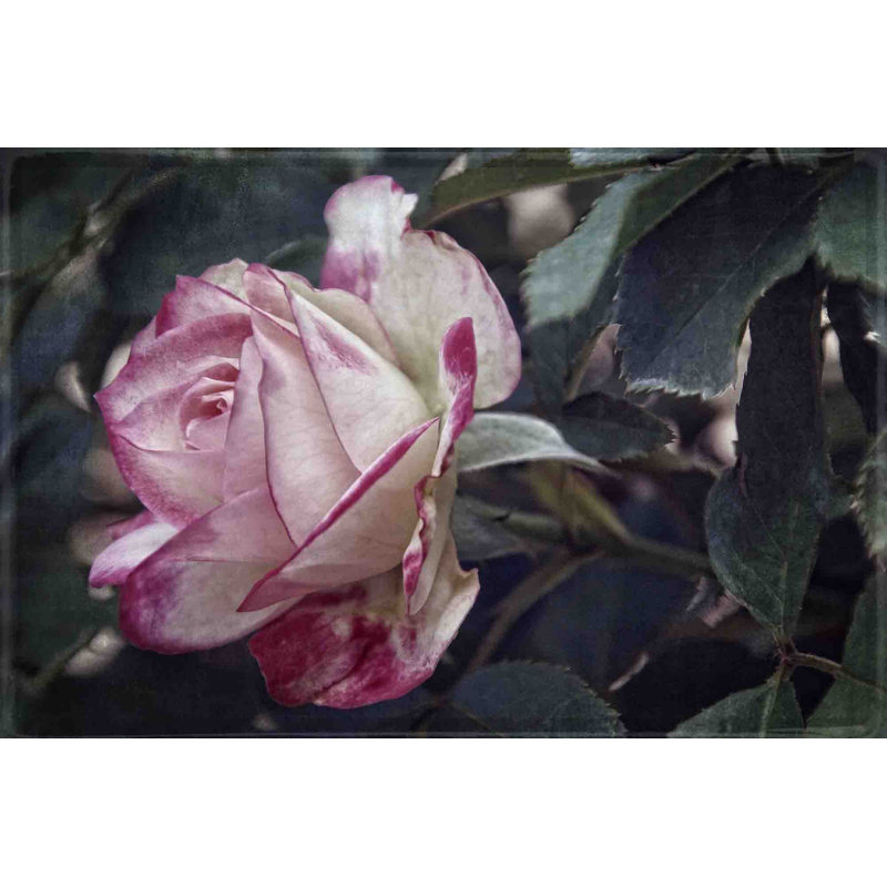 Vintage Variation by Leda Robertson - Wrapped Canvas Print, 30cm H x 46cm W x 4cm D