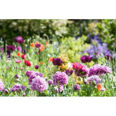 Cottage Garden by David010167 - Wrapped Canvas Print
