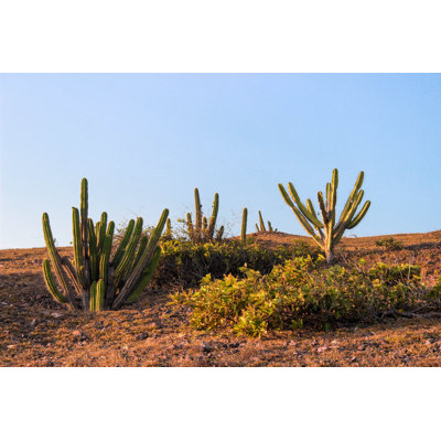 Caatinga Vegetation - Wrapped Canvas Print