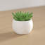 Plante molle en pot de céramique