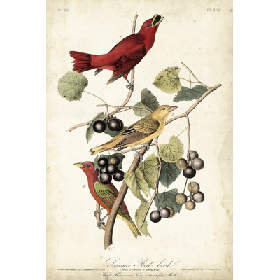 Été oiseau rouge