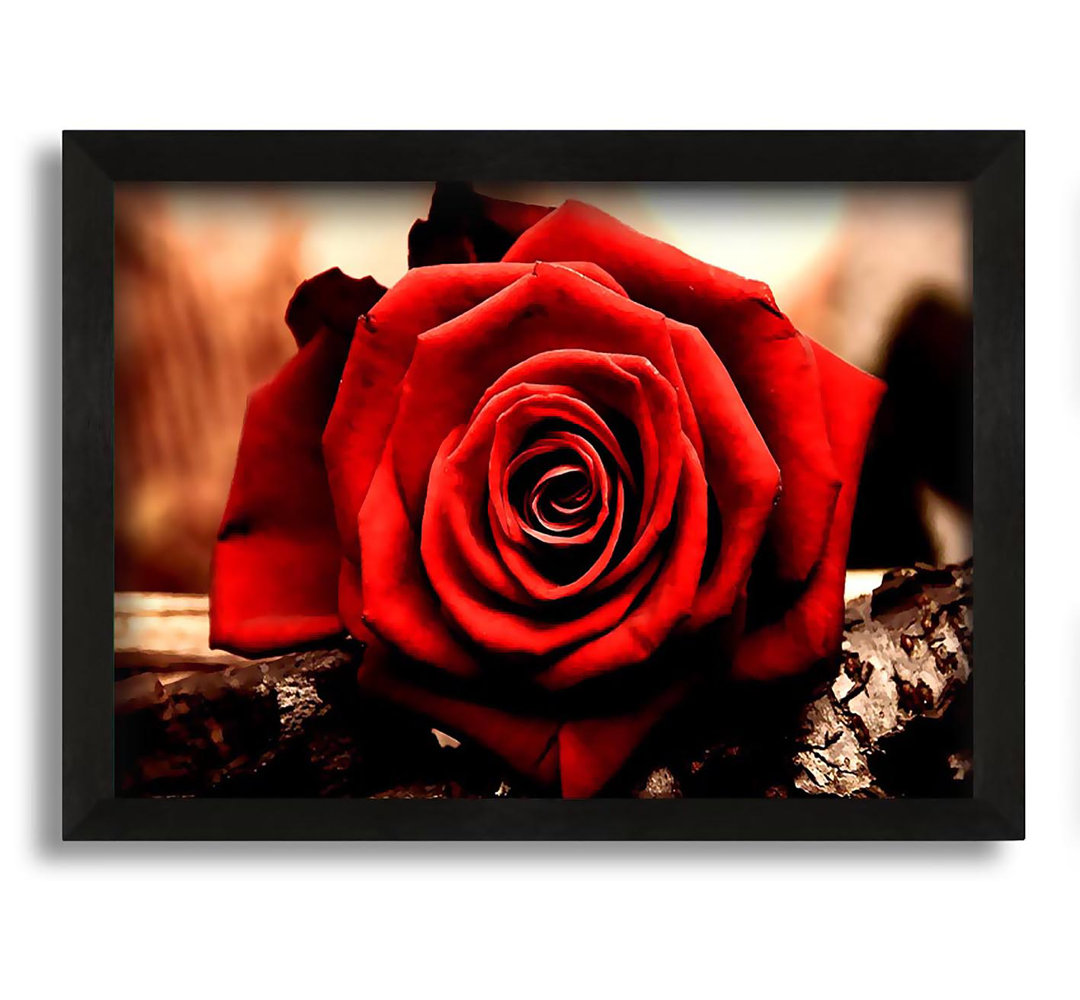 Gerahmtes Leinwandbild Valentines Day Rose