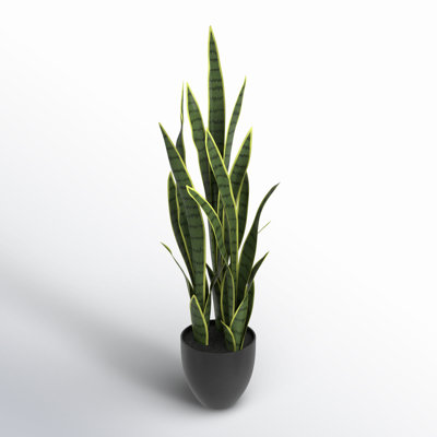 Snake Plant in Pot
