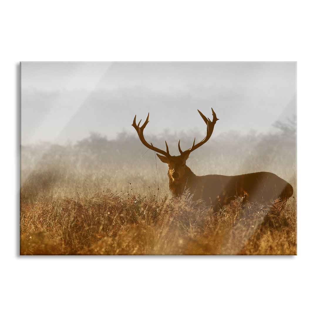 Ungerahmtes Foto auf Glas "Red Deer Stag at Dusk"