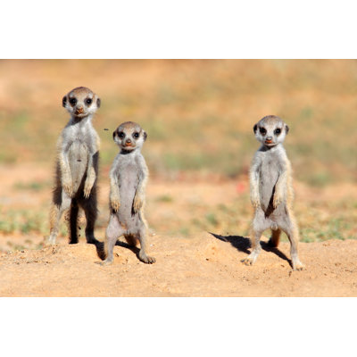 " Meerkat Babies " by Ecopic