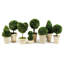Preserved Greens Boxwood Topiary in Ceramic Pot