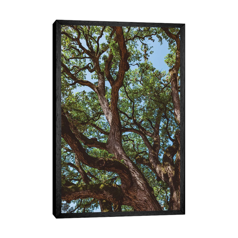 Texas Cottonwood by Bethany Young - Print on Canvas, 101.6cm H x 66.04cm W x 3.81cm D, Black Framed