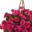 19in. Geranium Hanging Basket Artificial Plant UV Resistant (Indoor/Outdoor)-26161108