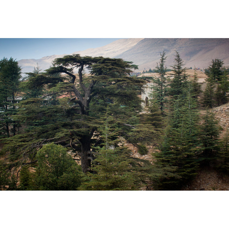 Cedar Forest - Photographie sur toile tendue, H 32 po x l 48 po