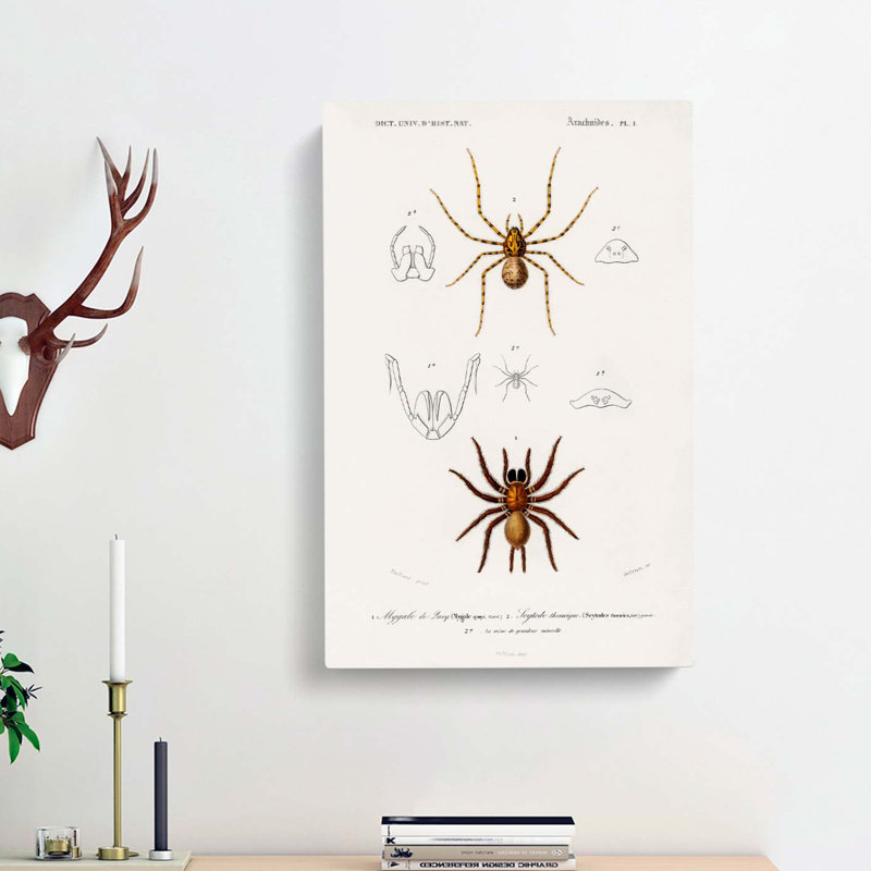 Spider Illustrations PL. 7 by Charles D' Orbigny - Wrapped Canvas Painting, 60cm H x 40cm W x 3cm D