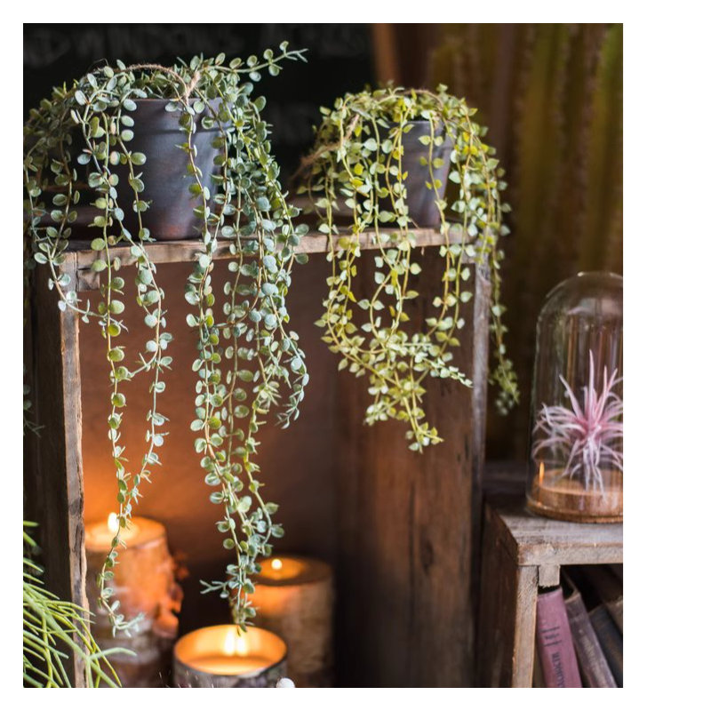 Fausse vigne suspendue en pot Ceropegia, H 1,6 po x l 4,3 po x P 4,7 po