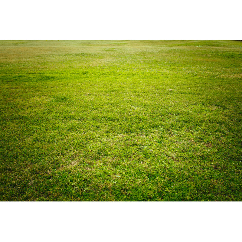 Green Grass Background by Themacx, 12" H x 18" W