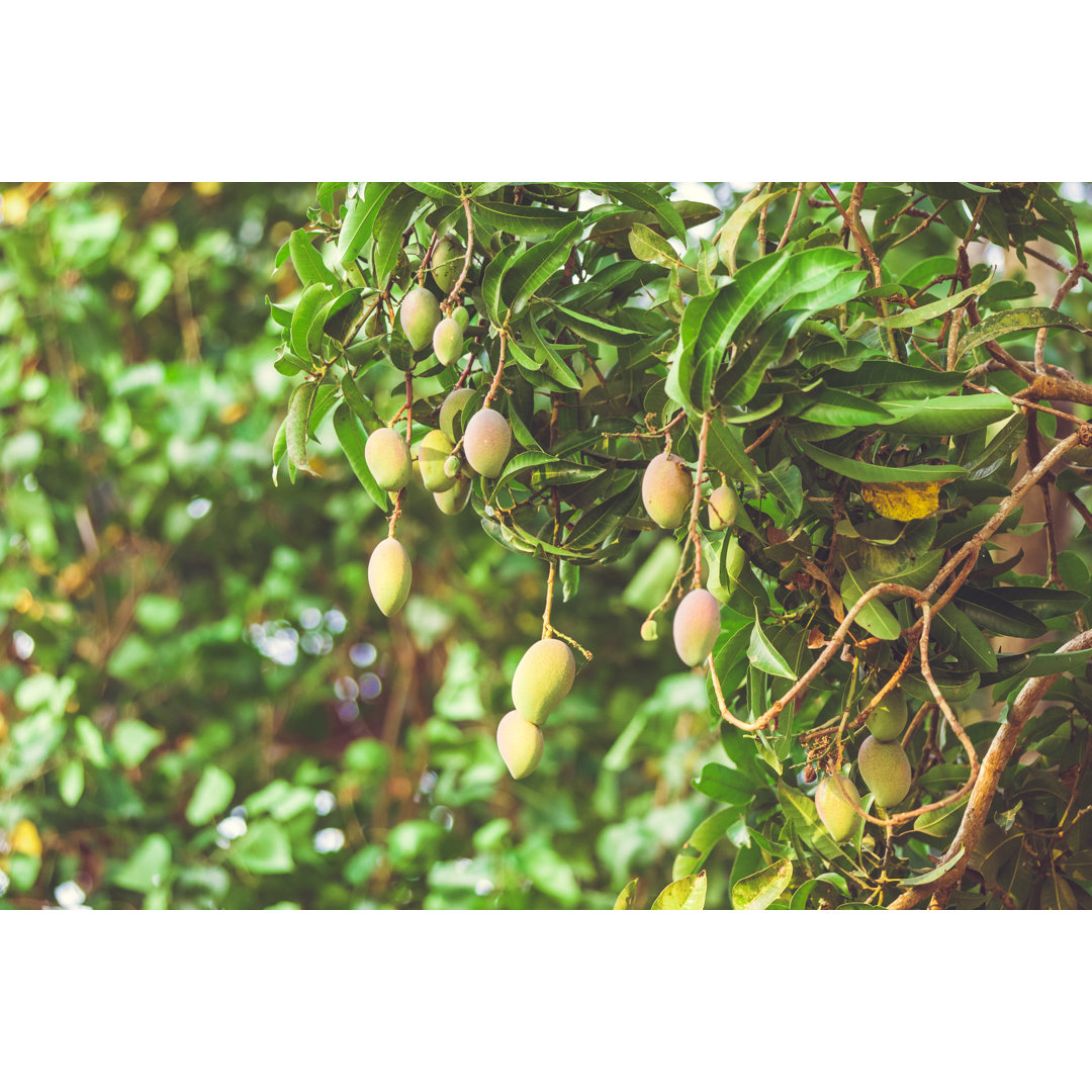 Mangobaum von MmeEmil - Druck auf Leinwand ohne Rahmen