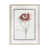 Dianthus I