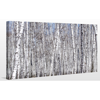 'Birching Around 2' Photographic Print on Wrapped Canvas