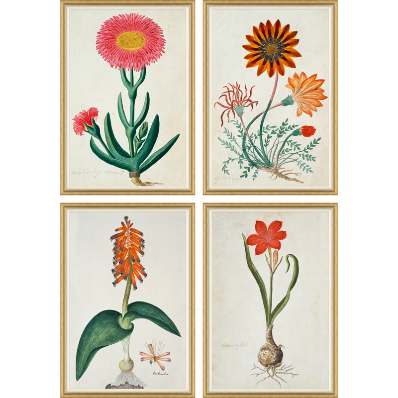 The Gordon African Collection: Plants, Robert Jacob Gordon, 1777-1786 Giclee Print by Robert Jacob Gordon