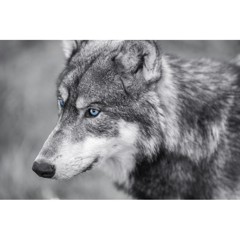 Kittery American Grey Wolf - Wrapped Canvas Print, 20cm H x 30cm W x 3.8cm D