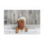 «Cute Little Griffon Bathee», art mural sur toile-1156836833