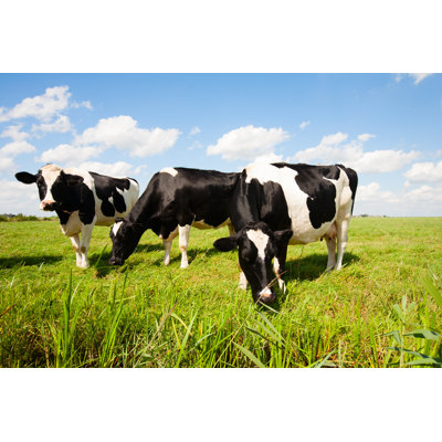 Vaches hollandaises - photographie sur toile tendue