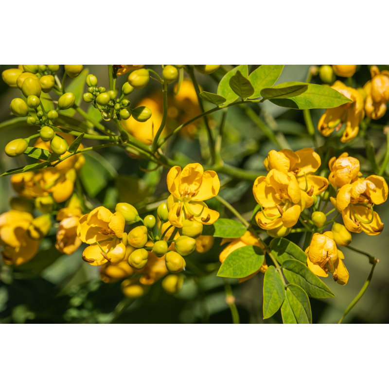 Senna Flowers par Erikagar - Photographie sur toile tendue, H 8 po x l 12 po
