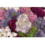 Ariane Sedum Arrangement-907699576
