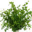 Organic Modern Nandina Arrangement