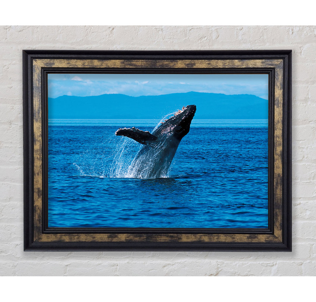 Gerahmtes Bild Whale Ocean Jump