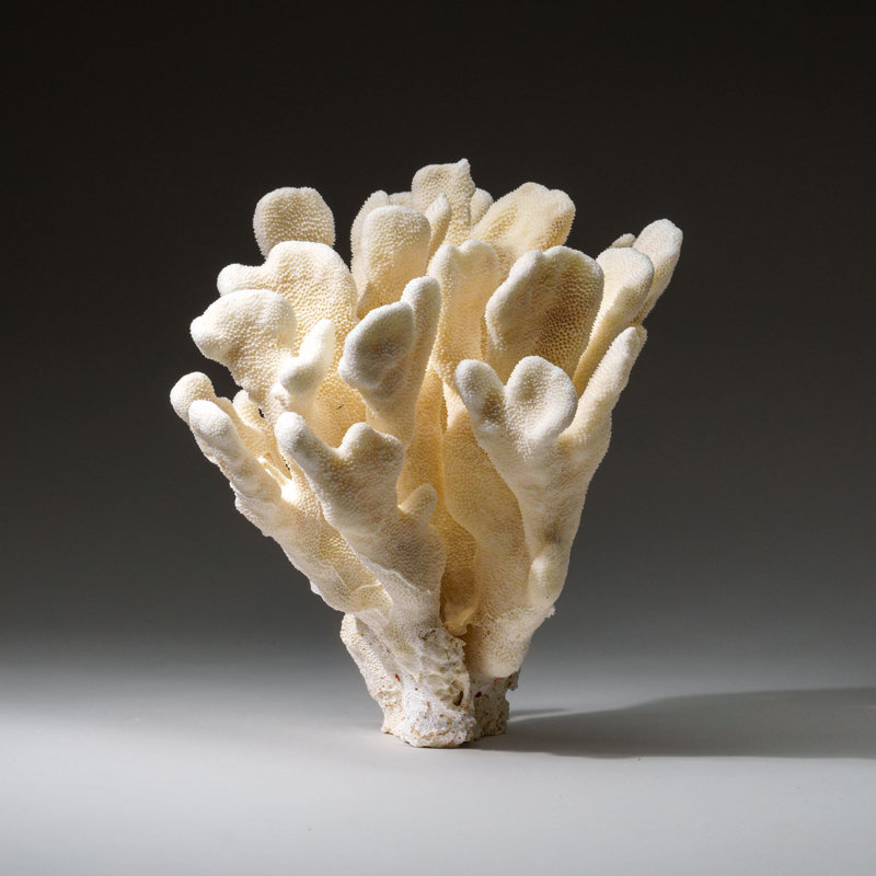 Genuine White Cat's Paw Coral (4 Lbs)