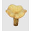 Chanterelle Balan surdimensionné