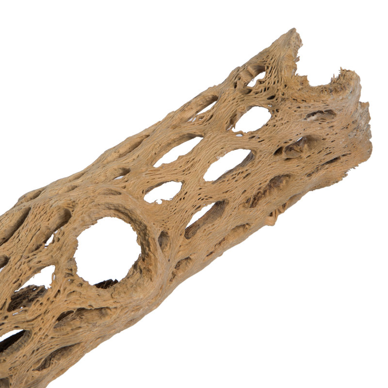 Ophelia & Co. Cholla, naturel, pièce de 42 à 47 po, séché