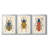 Beetle Bug I  -Custom Framed  Premium Print W Matt - 3 Pieces