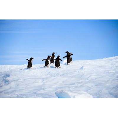 Penguins On Iceberg by Earleliason - Wrapped Canvas Print