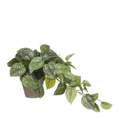 scindapsus 44 cm H Faux Plant