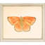 Butterflies S/6 Print by Meagher