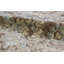 Ziegler Wool Oriental Area Rug