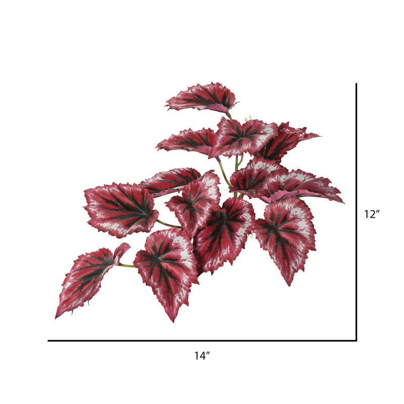 Bégonia