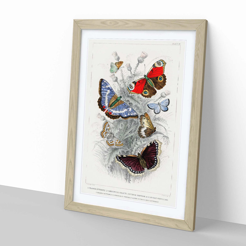 Assortment Of Butterflies PL. 69 by Oliver Goldsmith - Single Picture Frame Painting, 33cm H x 24cm W x 2cm D, Oak