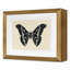 Flutter 3 Print by Todaro, Katie