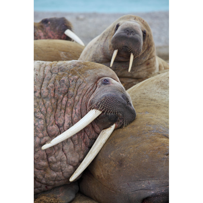 Walrus Family par Zanskar - photographie sur toile tendue, H 12 po x l 8 po